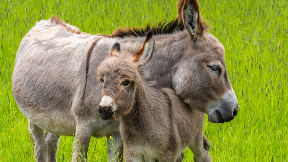 Cuáles son las principales enfermedades que afectan a los burros