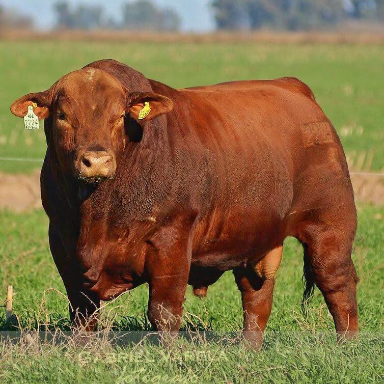 Infecciones en la cornamenta de animales de granja y su atención veterinaria