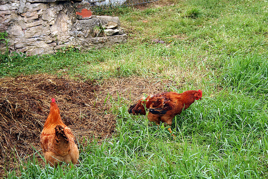 Consejos y recomendaciones para alimentar a pollos, gallinas y gallos