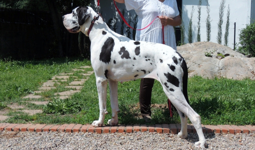 Consejos para cuidar un perro Gran Danés
