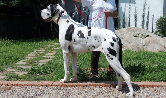 Consejos para cuidar un perro Gran Danés