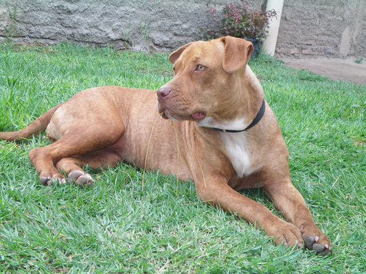 Las mejores recomendaciones para el cuidado del pitbull