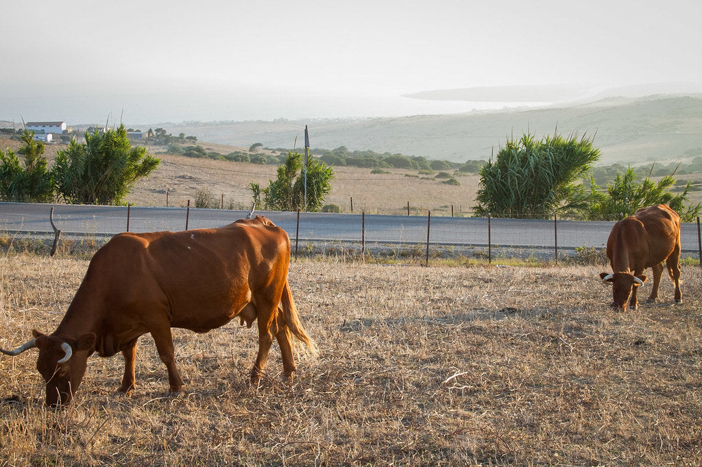 Cómo evitar el sufrimiento en los animales domésticos y en los animales de cría