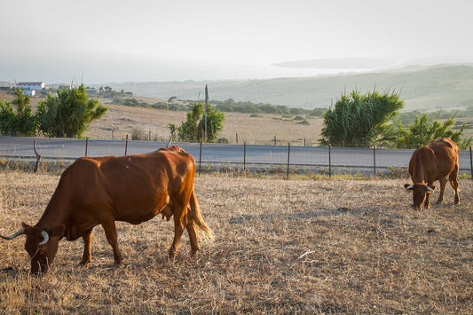 Cómo evitar el sufrimiento en los animales domésticos y en los animales de cría