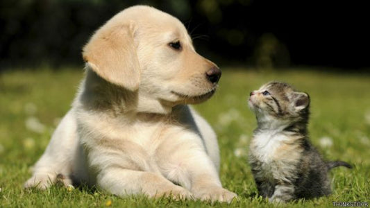 Principales indicios de salud en las mascotas