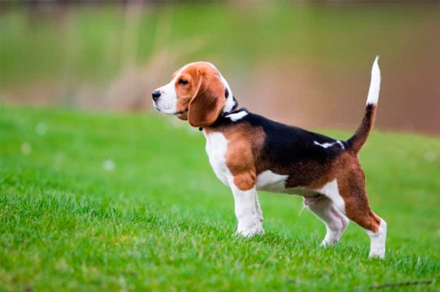 Claves para tener felices animales de compañía