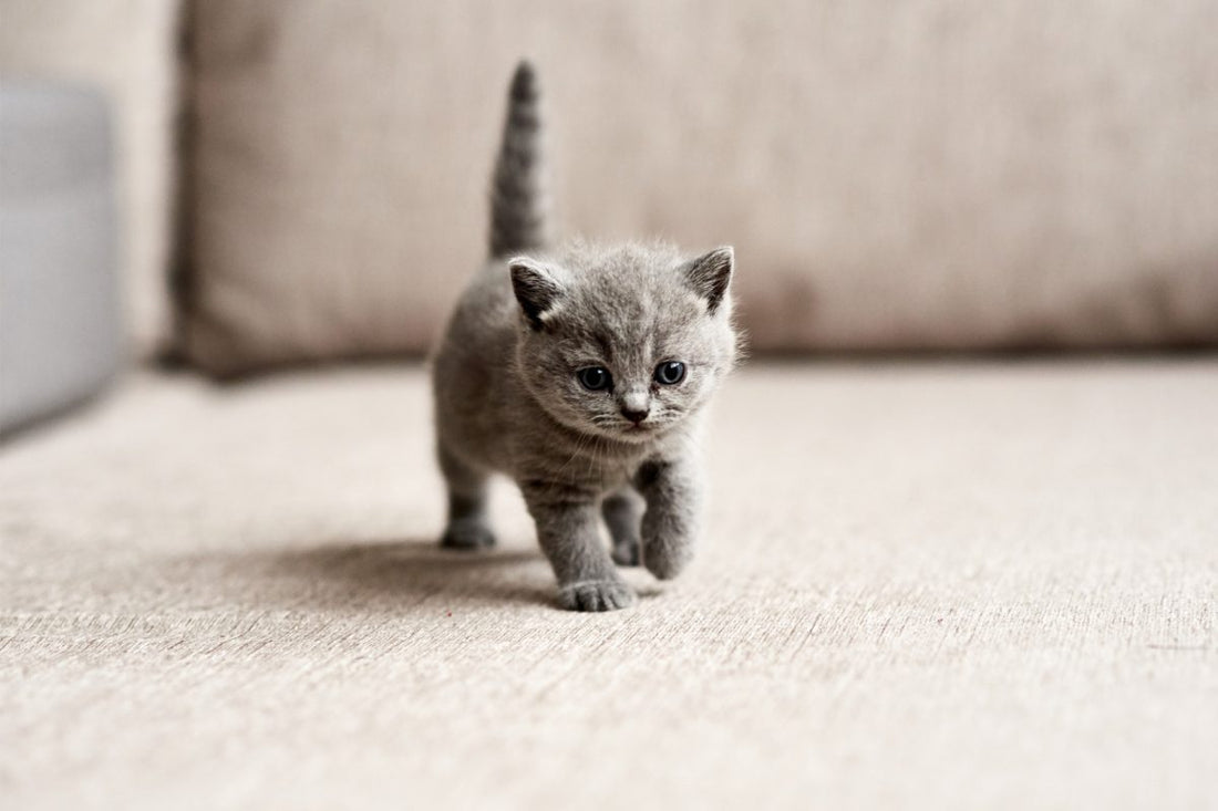 Protegiendo a los gatitos cachorros de la deshidratación