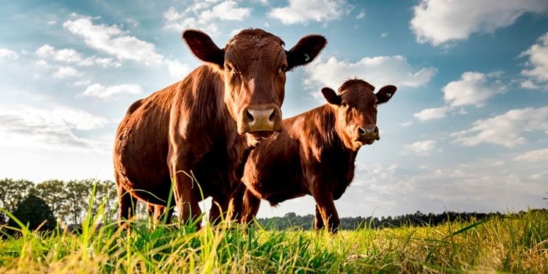 La necesidad de un adecuado manejo animal en el sector pecuario