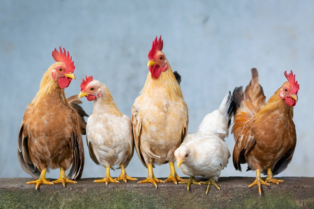 Combatiendo los casos de aflatoxicosis en los criaderos avícolas
