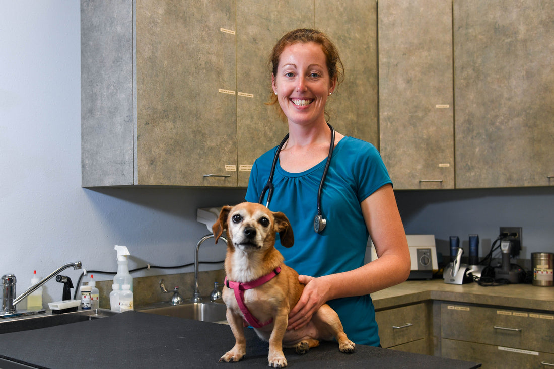 Los mejores antibióticos para la salud de los perros
