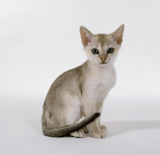 Consejos para el cuidado de las razas de gato pequeñas