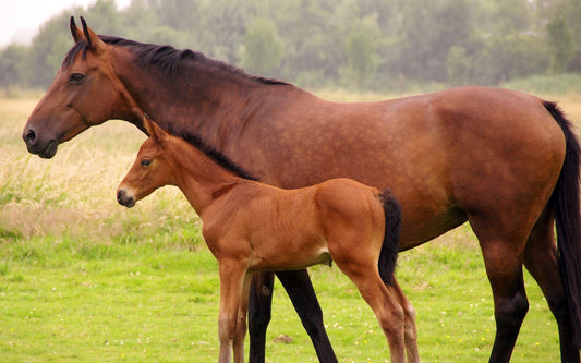 Cuáles son las lesiones más frecuentes en los caballos