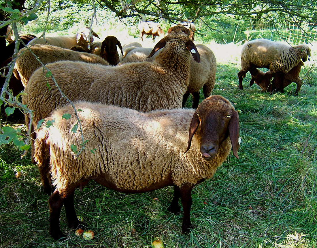 Importantes Prácticas de Sanidad e Higiene para los Criaderos de Animales