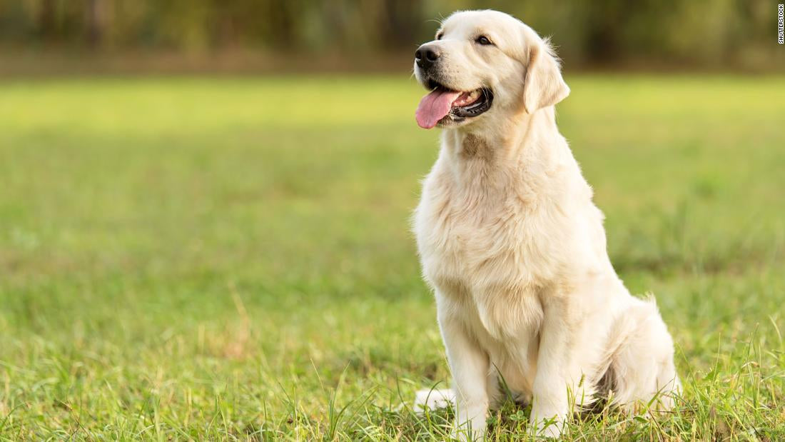 Cuidados básicos que se les debe de dar a las mascotas y animales de compañía