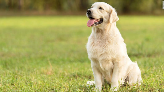 Cuidados básicos que se les debe de dar a las mascotas y animales de compañía