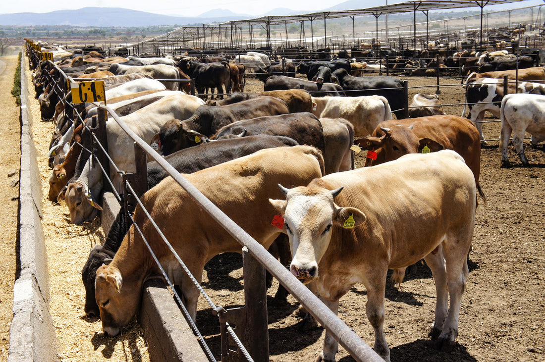 Cómo prevenir la gripe aviar en animales de granja