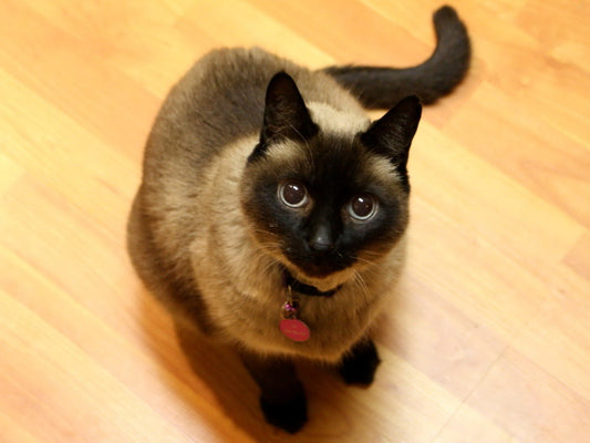 Consejos para cuidar a un gato siamés