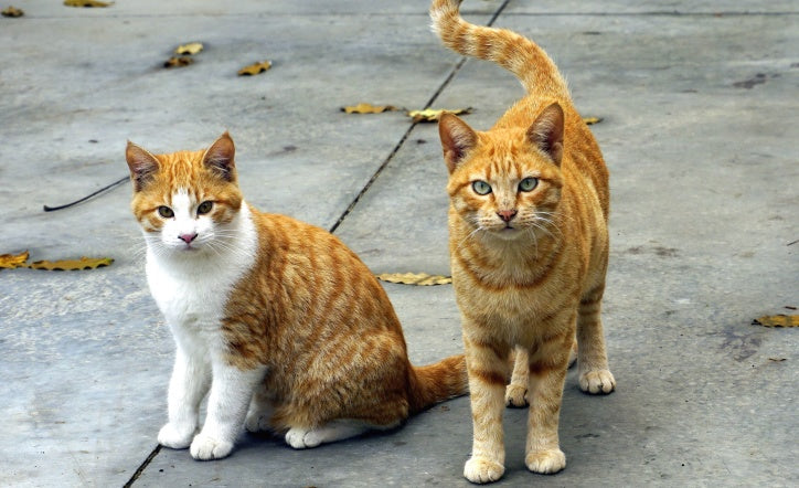 Principales procedimientos para la desparasitación del gato