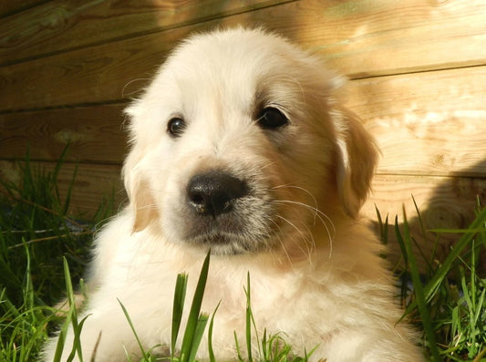 La responsabilidad de adoptar una mascota