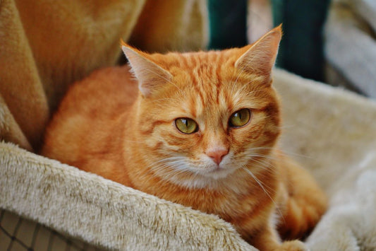 Consejos para adoptar un gato por vez primera