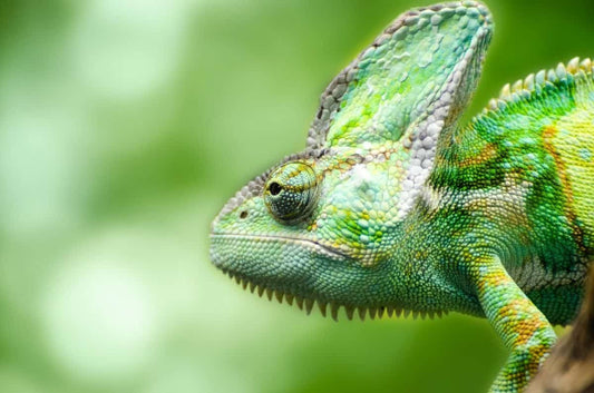 Los mejores cuidados para las mascotas exóticas
