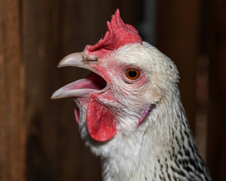 Enfermedades que afectan el pico de las aves de corral
