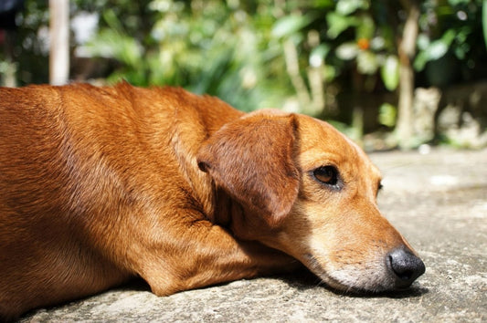 Diarrea con mucosidad en el perro, ¿qué hacer?