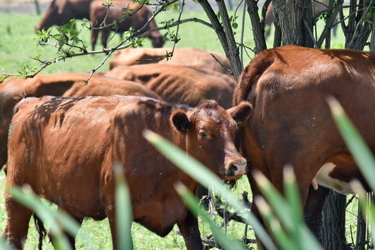 El combate y prevención de la rabia paralitica bovina en granjas y criaderos