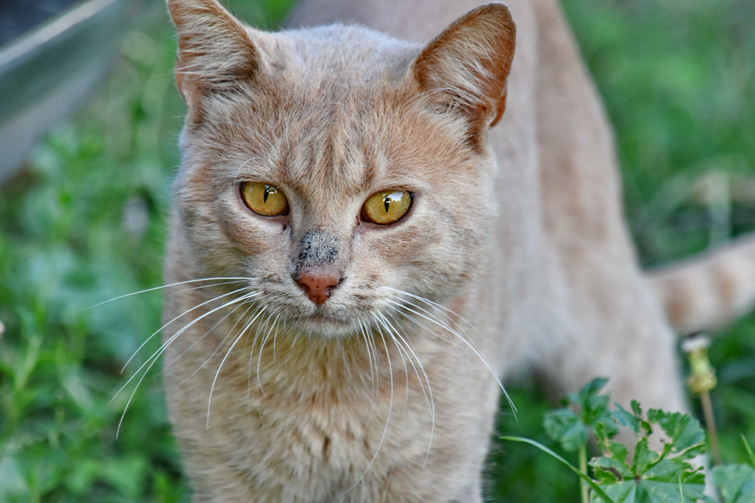 Contagios de Campylobacter y riesgos por la interacción con animales