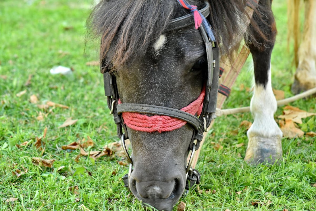 Comunicación y trato digno para los animales domésticos y de granja