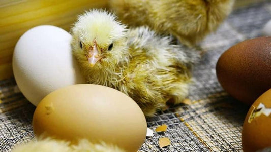 Consecuencias de la enfermedad de Gumboro en aves de corral