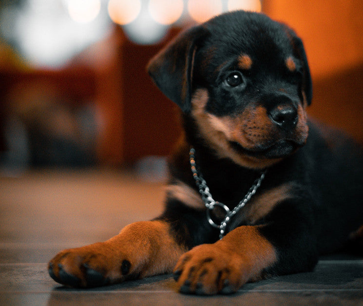 Las enfermedades virales en los perros