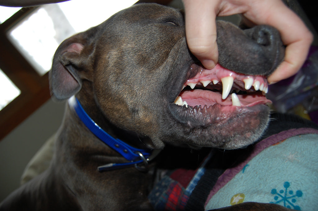 Cuidados dentales de las mascotas