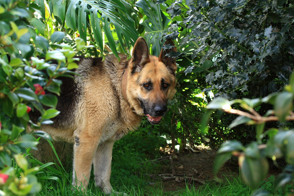 Plantas de jardín nocivas para los perros, cómo protegerlos