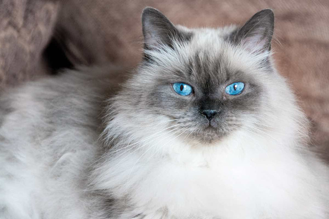 Principales enfermedades que afectan a los gatos de angora