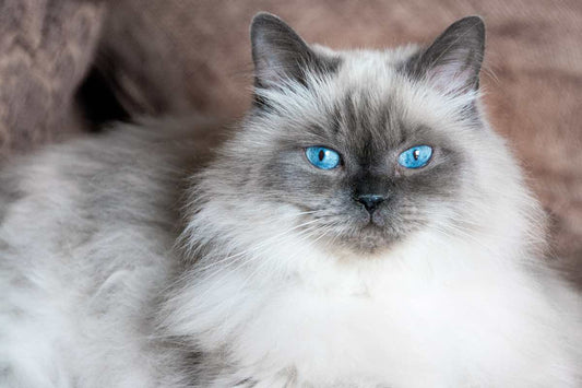 Principales enfermedades que afectan a los gatos de angora