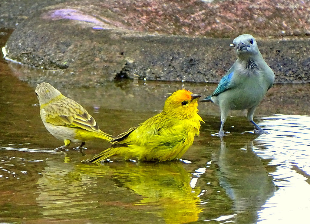 Hidratación de las aves mascota, comprendiendo su importancia