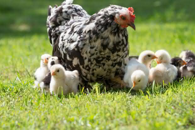 El problema del ácaro rojo en las gallinas