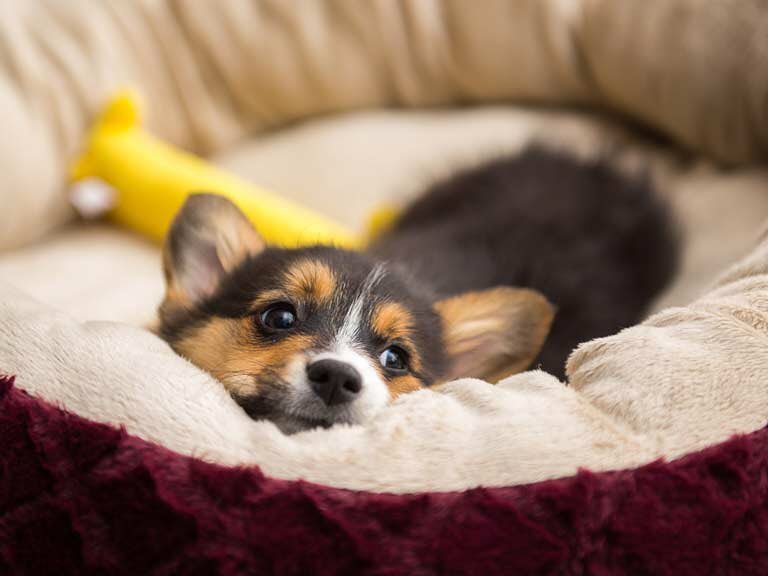 Consejos para atender a un cachorro por las noches