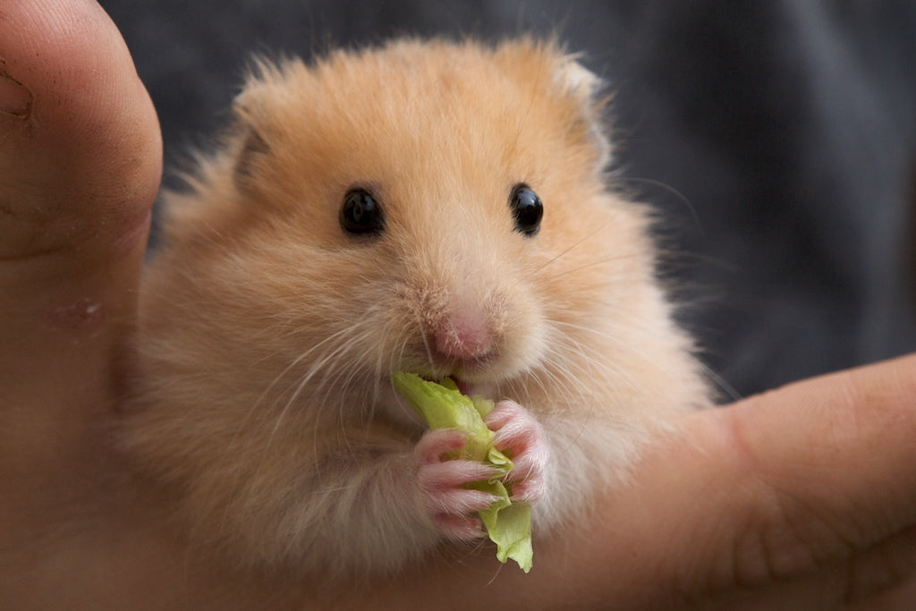 Cómo es la experiencia de tener un hámster como mascota