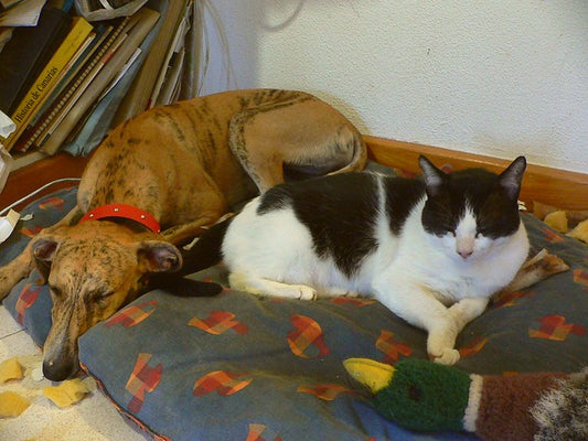 Consejos y recomendaciones para cuidar a perros y gatos