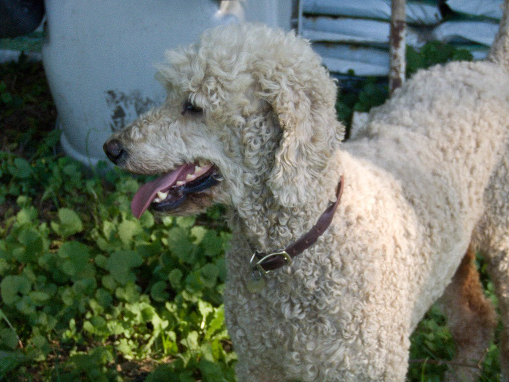 La experiencia de tener un French Poodle como mascota