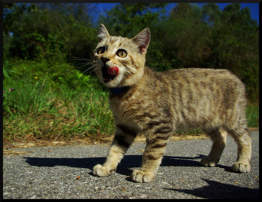 Mantén a tus gatitos frescos y felices: Consejos para protegerlos del calor
