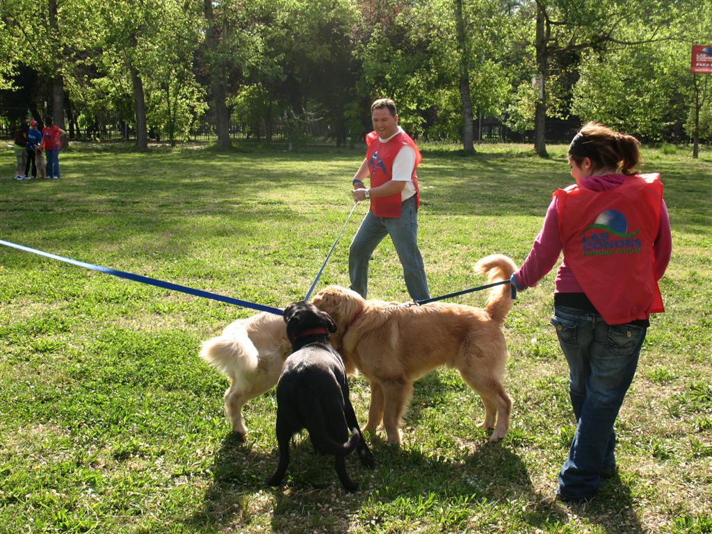 Adiestramiento canino y asesoría veterinaria: clave para una convivencia saludable