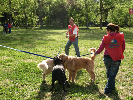 Adiestramiento canino y asesoría veterinaria: clave para una convivencia saludable