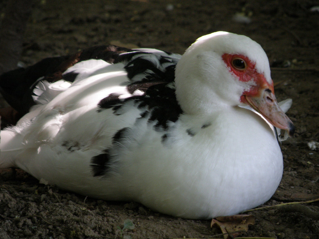 Enteritis Viral del Pato, como se combate por medio de la medicina veterinaria