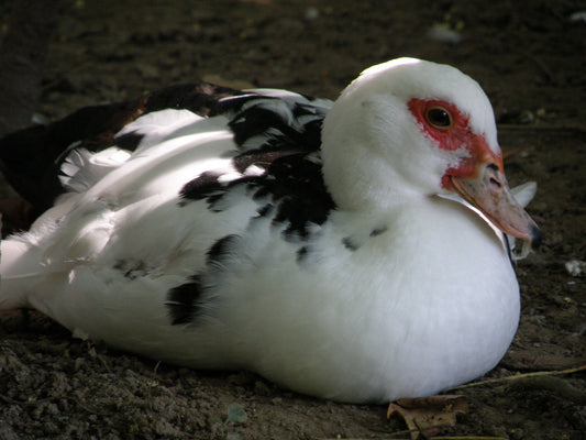 Enteritis Viral del Pato, como se combate por medio de la medicina veterinaria