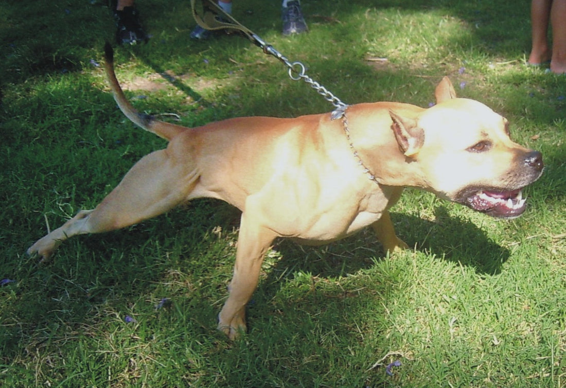 Pitbull Mexicano o perro chamuco como mascota, consejos para su cuidado