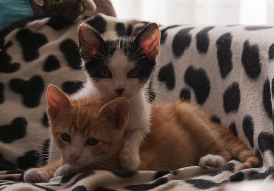 Cómo tener varios gatos en casa sin que se agredan
