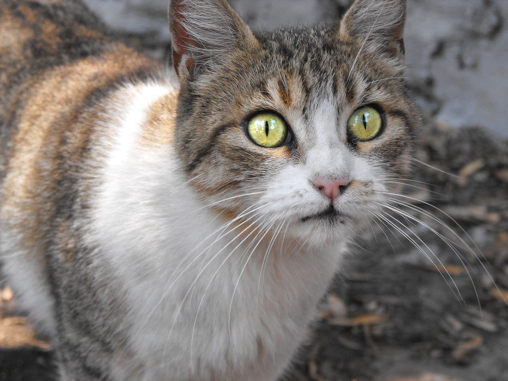 El problema de la diarrea amarilla en el gato
